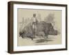 Rhinoceros in Rundheer Singh's Camp-null-Framed Giclee Print