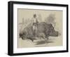 Rhinoceros in Rundheer Singh's Camp-null-Framed Giclee Print