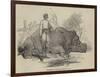 Rhinoceros in Rundheer Singh's Camp-null-Framed Giclee Print