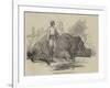 Rhinoceros in Rundheer Singh's Camp-null-Framed Giclee Print