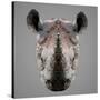 Rhinoceros Low Poly Portrait-kakmyc-Stretched Canvas