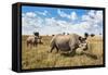 Rhinoceros, Ol Pejeta Conservancy, Laikipia, Kenya, East Africa, Africa-Ann and Steve Toon-Framed Stretched Canvas