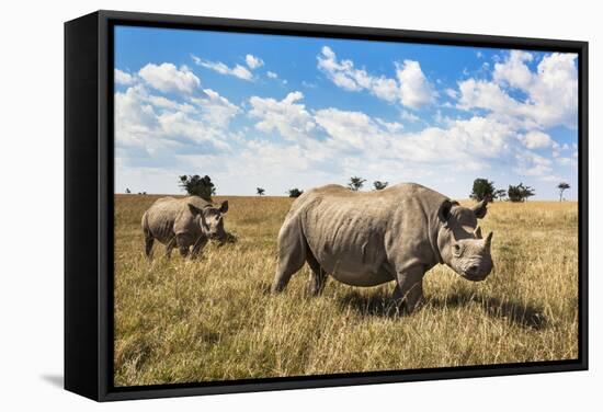 Rhinoceros, Ol Pejeta Conservancy, Laikipia, Kenya, East Africa, Africa-Ann and Steve Toon-Framed Stretched Canvas