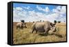 Rhinoceros, Ol Pejeta Conservancy, Laikipia, Kenya, East Africa, Africa-Ann and Steve Toon-Framed Stretched Canvas