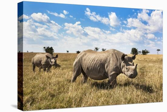 Rhinoceros, Ol Pejeta Conservancy, Laikipia, Kenya, East Africa, Africa-Ann and Steve Toon-Stretched Canvas