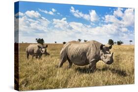 Rhinoceros, Ol Pejeta Conservancy, Laikipia, Kenya, East Africa, Africa-Ann and Steve Toon-Stretched Canvas