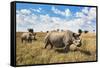 Rhinoceros, Ol Pejeta Conservancy, Laikipia, Kenya, East Africa, Africa-Ann and Steve Toon-Framed Stretched Canvas