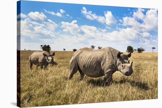 Rhinoceros, Ol Pejeta Conservancy, Laikipia, Kenya, East Africa, Africa-Ann and Steve Toon-Stretched Canvas