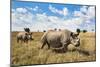 Rhinoceros, Ol Pejeta Conservancy, Laikipia, Kenya, East Africa, Africa-Ann and Steve Toon-Mounted Photographic Print