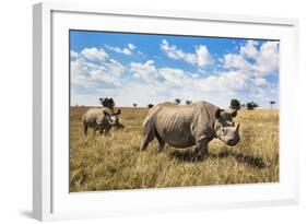 Rhinoceros, Ol Pejeta Conservancy, Laikipia, Kenya, East Africa, Africa-Ann and Steve Toon-Framed Photographic Print