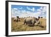 Rhinoceros, Ol Pejeta Conservancy, Laikipia, Kenya, East Africa, Africa-Ann and Steve Toon-Framed Photographic Print