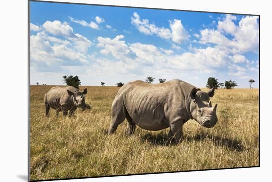 Rhinoceros, Ol Pejeta Conservancy, Laikipia, Kenya, East Africa, Africa-Ann and Steve Toon-Mounted Photographic Print