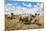 Rhinoceros, Ol Pejeta Conservancy, Laikipia, Kenya, East Africa, Africa-Ann and Steve Toon-Mounted Photographic Print