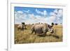 Rhinoceros, Ol Pejeta Conservancy, Laikipia, Kenya, East Africa, Africa-Ann and Steve Toon-Framed Photographic Print