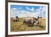 Rhinoceros, Ol Pejeta Conservancy, Laikipia, Kenya, East Africa, Africa-Ann and Steve Toon-Framed Photographic Print