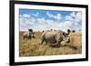 Rhinoceros, Ol Pejeta Conservancy, Laikipia, Kenya, East Africa, Africa-Ann and Steve Toon-Framed Photographic Print