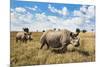 Rhinoceros, Ol Pejeta Conservancy, Laikipia, Kenya, East Africa, Africa-Ann and Steve Toon-Mounted Photographic Print