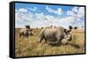 Rhinoceros, Ol Pejeta Conservancy, Laikipia, Kenya, East Africa, Africa-Ann and Steve Toon-Framed Stretched Canvas