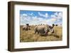 Rhinoceros, Ol Pejeta Conservancy, Laikipia, Kenya, East Africa, Africa-Ann and Steve Toon-Framed Premium Photographic Print