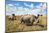 Rhinoceros, Ol Pejeta Conservancy, Laikipia, Kenya, East Africa, Africa-Ann and Steve Toon-Mounted Premium Photographic Print
