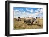 Rhinoceros, Ol Pejeta Conservancy, Laikipia, Kenya, East Africa, Africa-Ann and Steve Toon-Framed Photographic Print