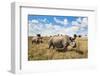 Rhinoceros, Ol Pejeta Conservancy, Laikipia, Kenya, East Africa, Africa-Ann and Steve Toon-Framed Photographic Print