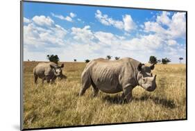 Rhinoceros, Ol Pejeta Conservancy, Laikipia, Kenya, East Africa, Africa-Ann and Steve Toon-Mounted Photographic Print