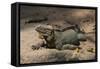 Rhinoceros, Rock Iguana-null-Framed Stretched Canvas