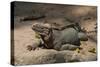 Rhinoceros, Rock Iguana-null-Stretched Canvas