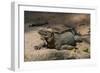 Rhinoceros, Rock Iguana-null-Framed Photographic Print