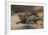 Rhinoceros, Rock Iguana-null-Framed Photographic Print