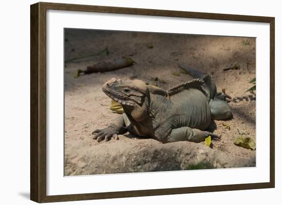 Rhinoceros, Rock Iguana-null-Framed Photographic Print