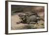 Rhinoceros, Rock Iguana-null-Framed Photographic Print