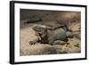 Rhinoceros, Rock Iguana-null-Framed Photographic Print