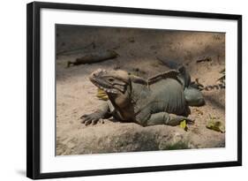 Rhinoceros, Rock Iguana-null-Framed Photographic Print