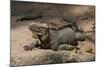 Rhinoceros, Rock Iguana-null-Mounted Photographic Print