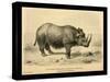 Rhinoceros Tichorhinus-Joseph Smit-Stretched Canvas