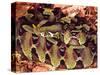 Rhinoceros Viper, Native to Central Africa-David Northcott-Stretched Canvas