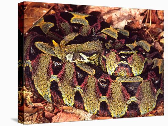 Rhinoceros Viper, Native to Central Africa-David Northcott-Stretched Canvas