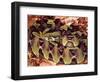 Rhinoceros Viper, Native to Central Africa-David Northcott-Framed Photographic Print