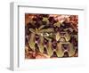 Rhinoceros Viper, Native to Central Africa-David Northcott-Framed Photographic Print