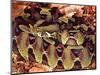 Rhinoceros Viper, Native to Central Africa-David Northcott-Mounted Photographic Print