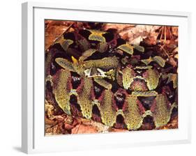 Rhinoceros Viper, Native to Central Africa-David Northcott-Framed Photographic Print