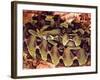 Rhinoceros Viper, Native to Central Africa-David Northcott-Framed Photographic Print