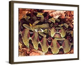 Rhinoceros Viper, Native to Central Africa-David Northcott-Framed Photographic Print