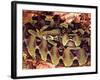 Rhinoceros Viper, Native to Central Africa-David Northcott-Framed Photographic Print