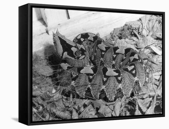 Rhinoceros Viper-null-Framed Stretched Canvas