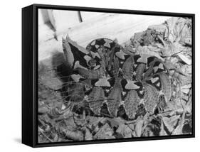 Rhinoceros Viper-null-Framed Stretched Canvas