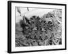 Rhinoceros Viper-null-Framed Photographic Print