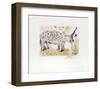 Rhinoceros-Salvador Dalí-Framed Collectable Print